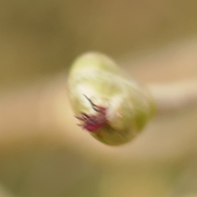 Fleur de noisetier femelle