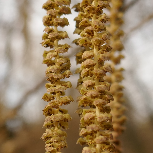 Fleur de noisetier mâle