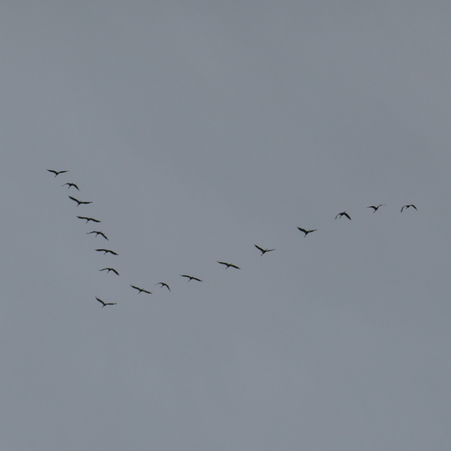 Le retour des grues cendrées